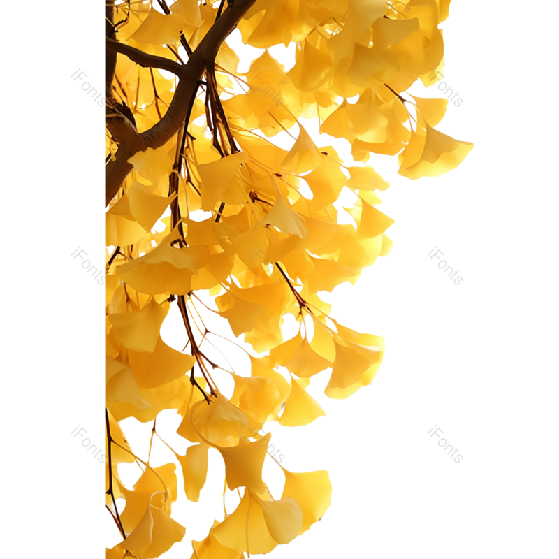 叶子图片,秋天元素,水果PNG,透明免抠素材